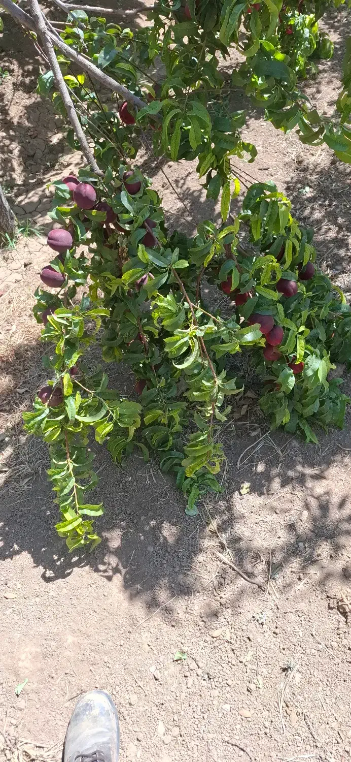 فروش باغ