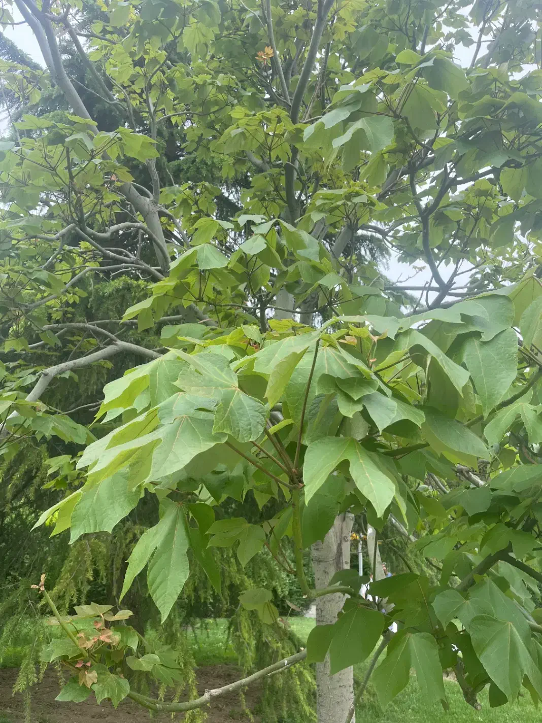 زمین ۲۵متری بر خیابان