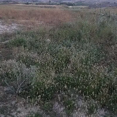 زمین مسکونی