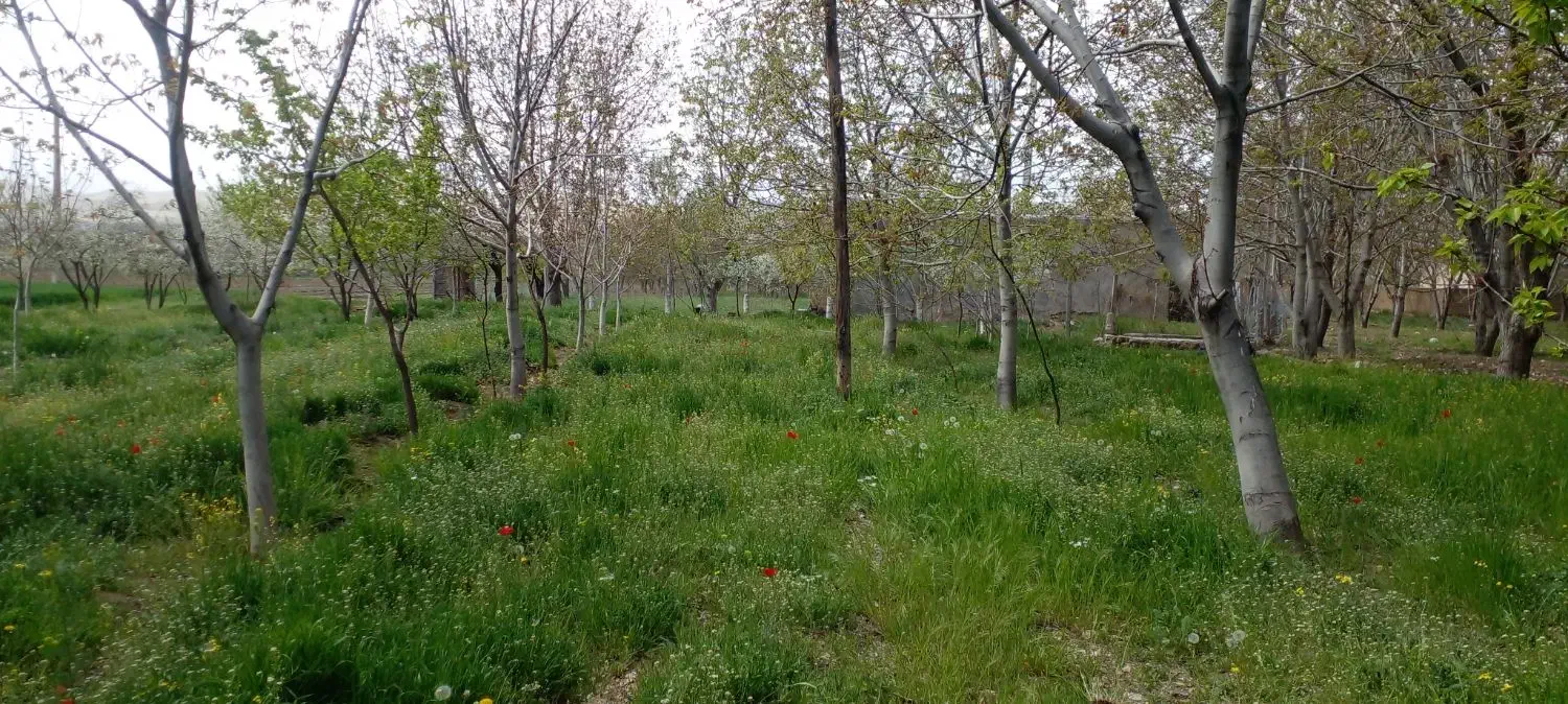 فروش ۱۰۰۰ متر باغ میوه