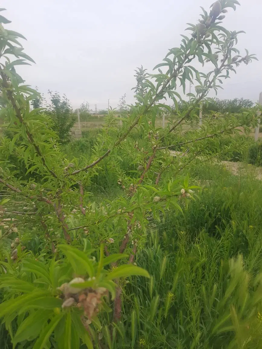 باغچه بر خیابان اصلی