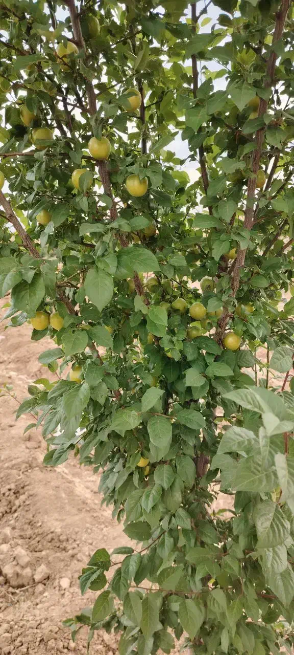 باغ میوه