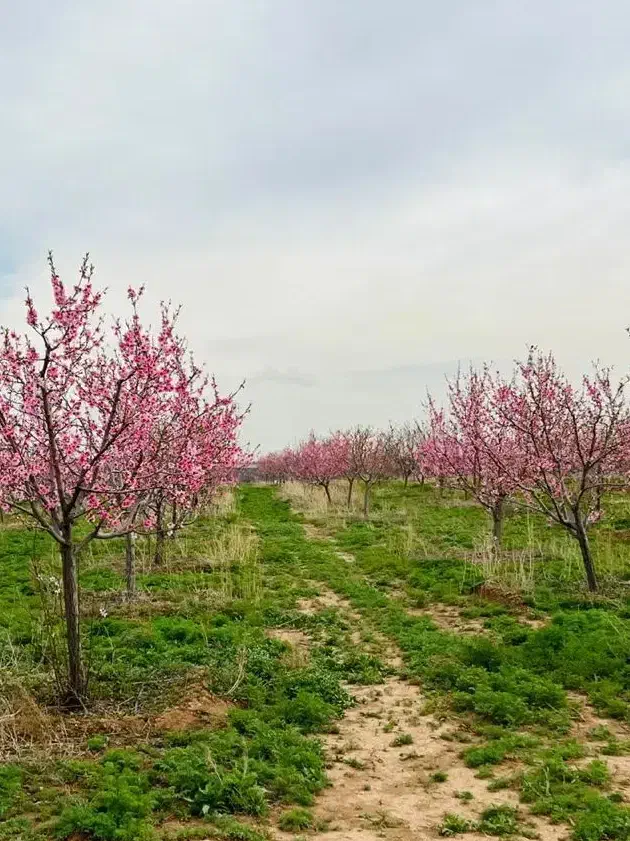 زمین برای ساخت باغ سند۶دانگ معاوضه تلر آپاچی هوندا