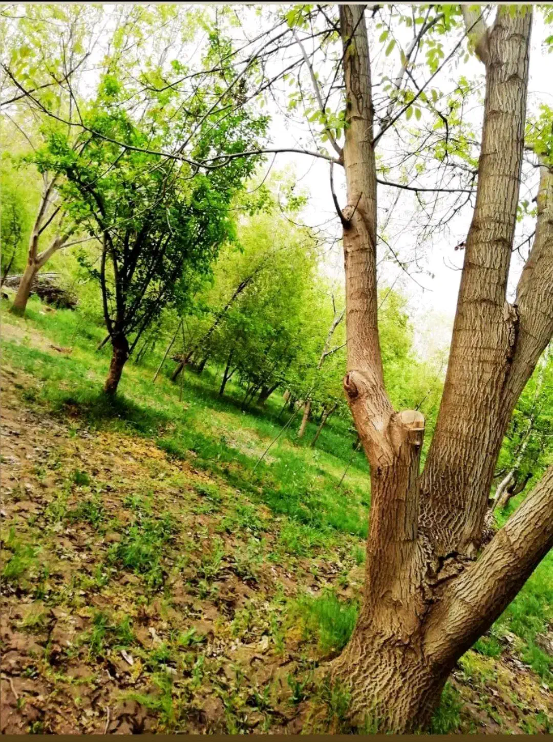 ویلا باغ ۴۰۰۰ متری دهبوره راه