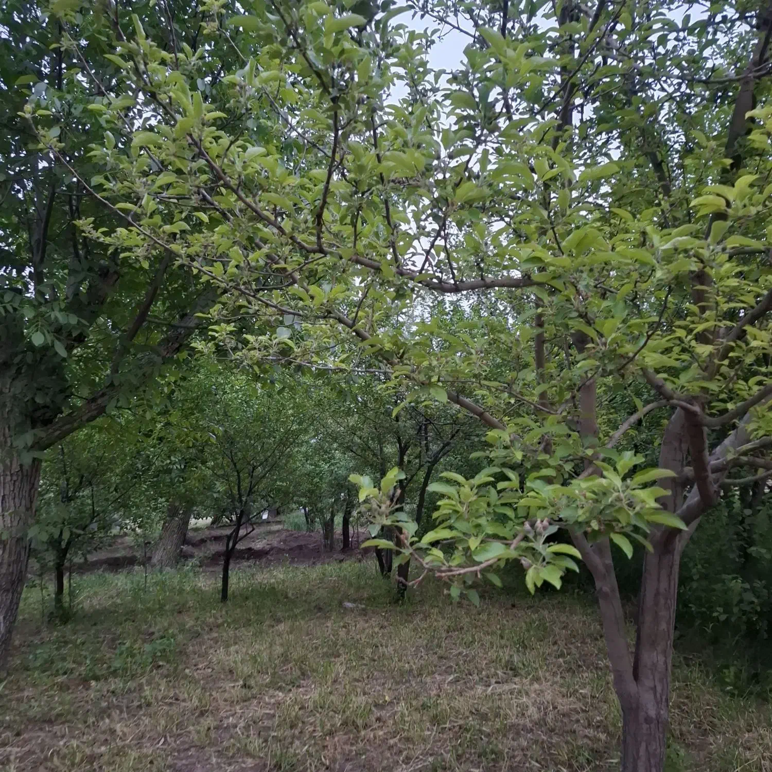 باغ زمین