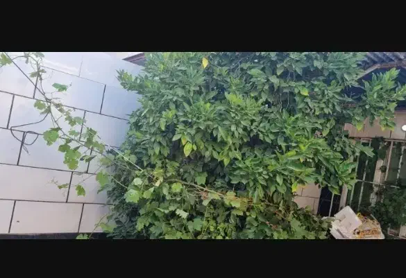 منزل واقع در ولیعصر صدی ها