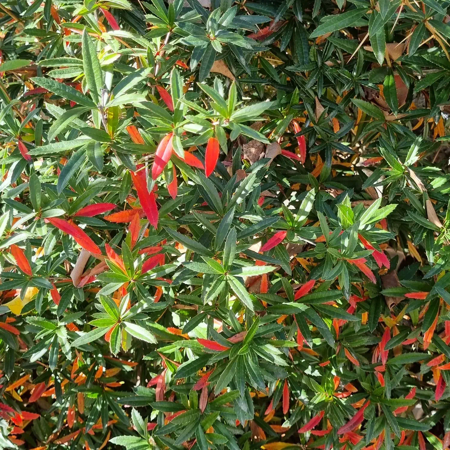 باغشهری ۲۰۰۰ متری کوهمره