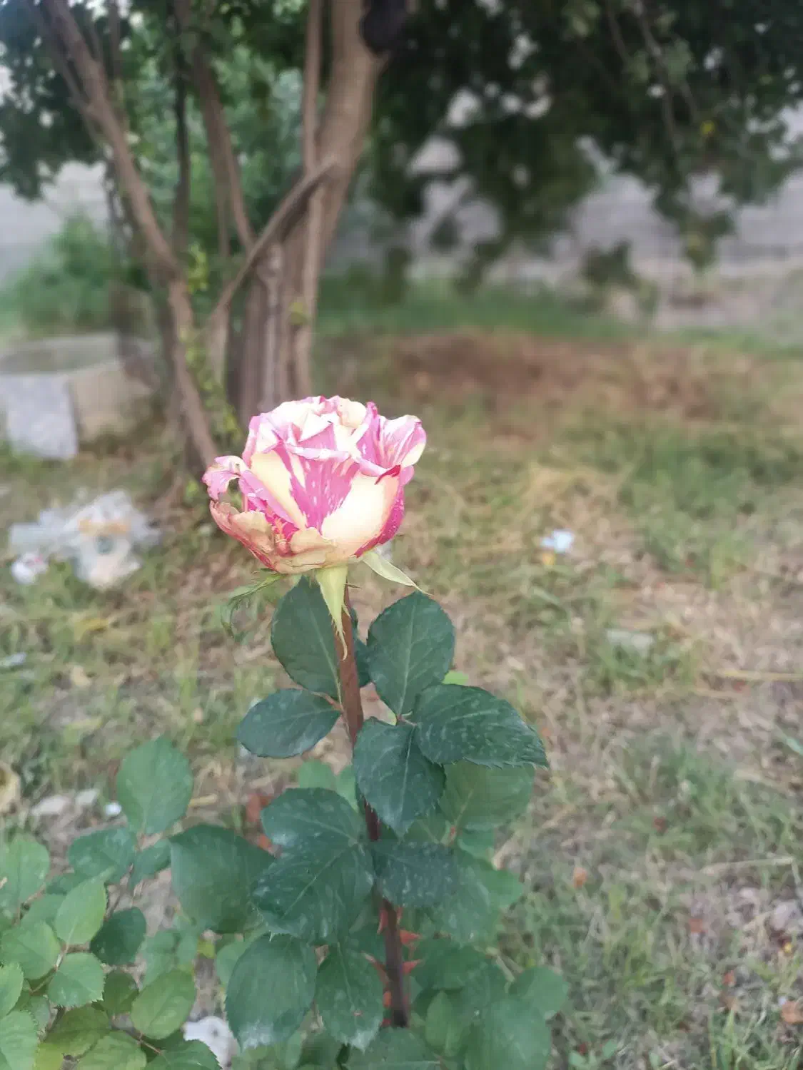 فروش باغچه ۹۲۲ متری