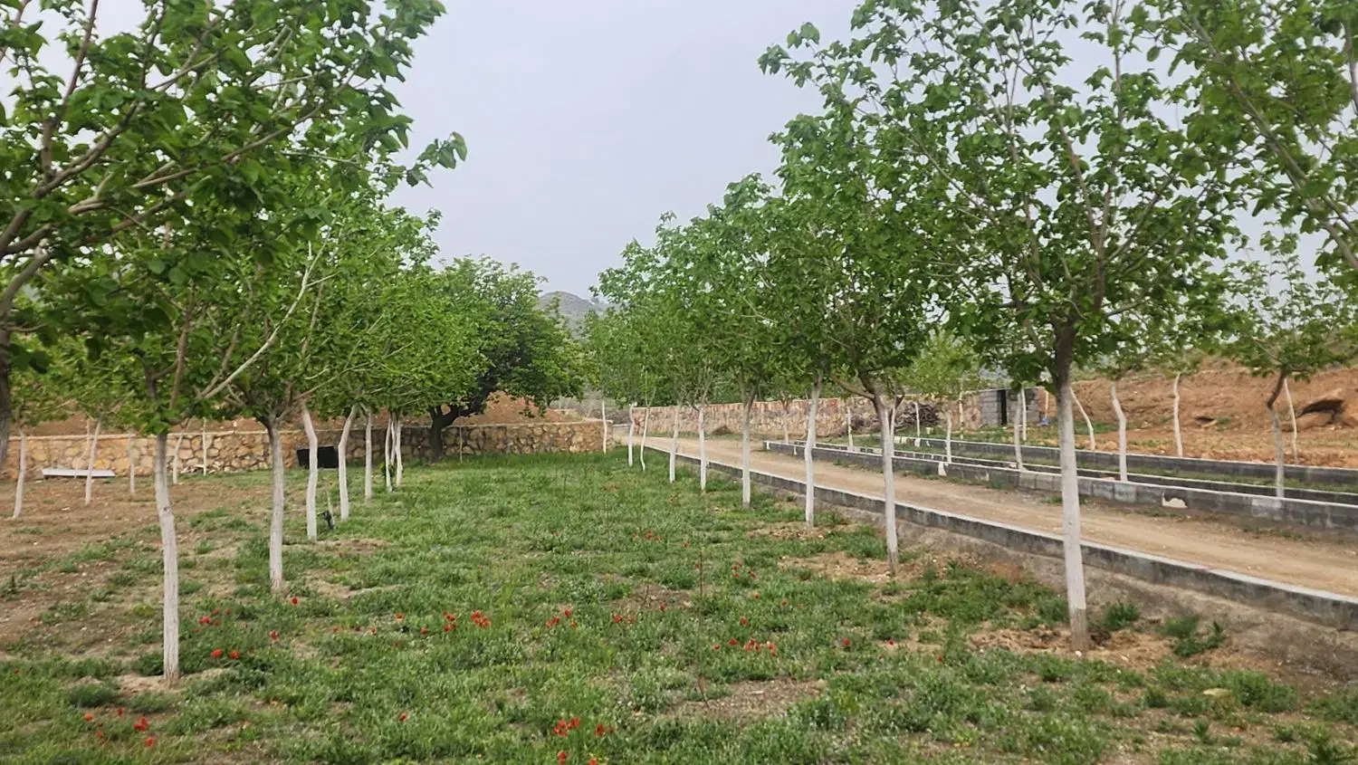 زمین کشاورزی