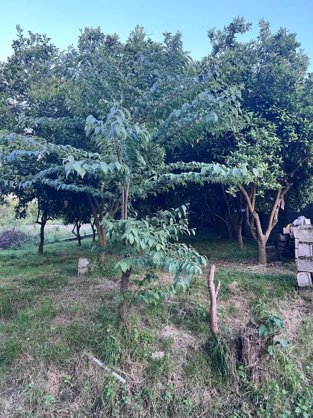 زمین نزدیک به  کمربندی