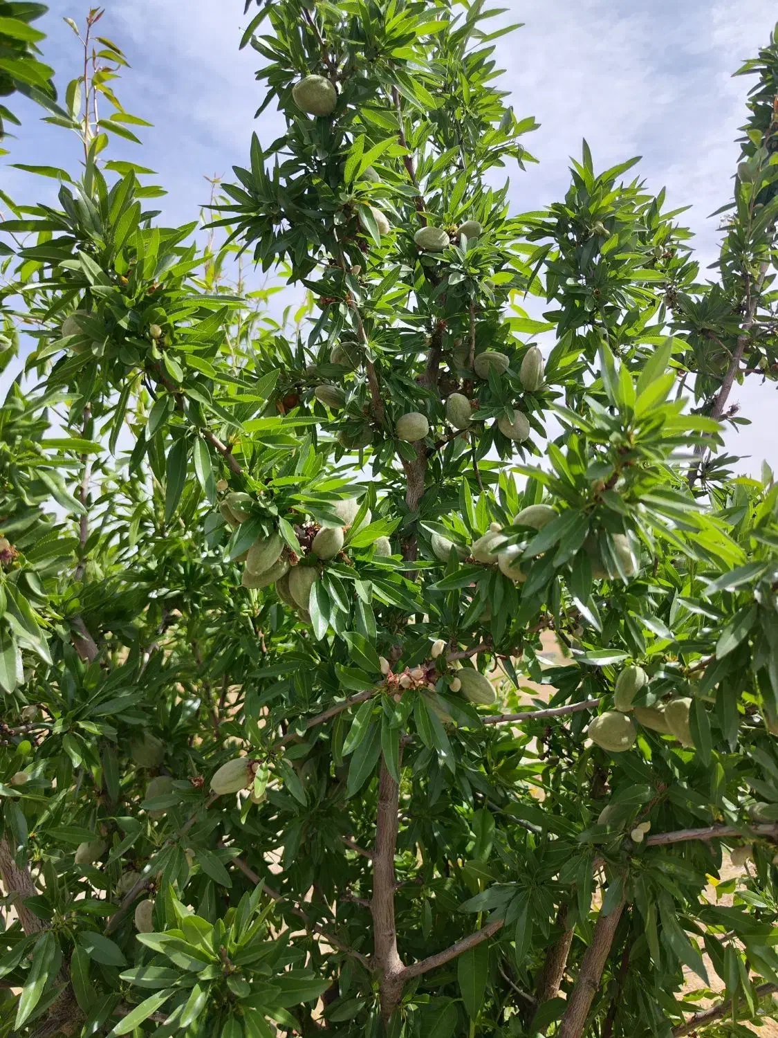 باغ ثمر ده ۲۵۰۰ متری