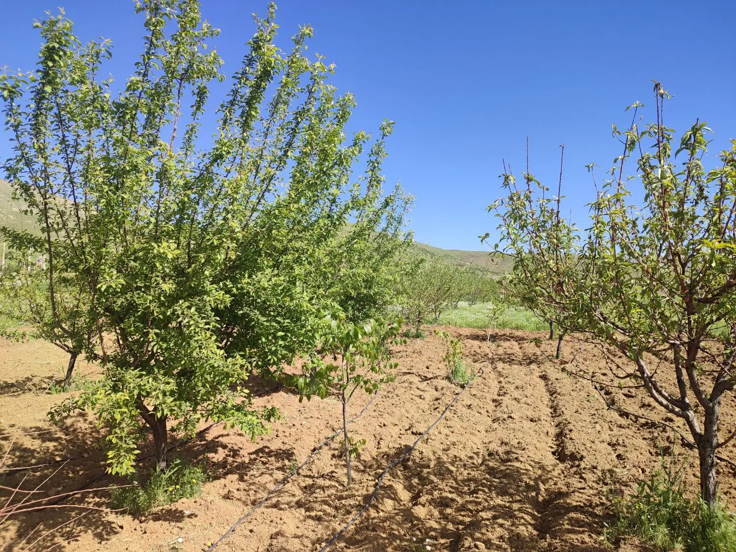 باغ روستای تیانه