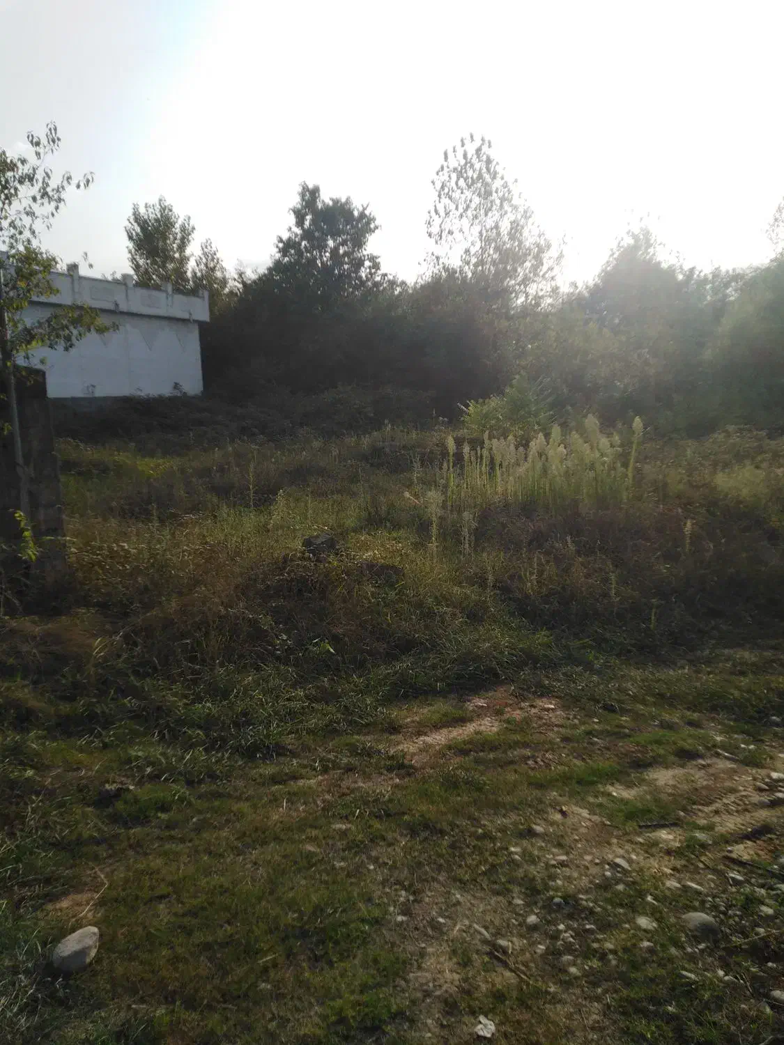 311مترزمین در تنکابن روستای سلیمان اباد