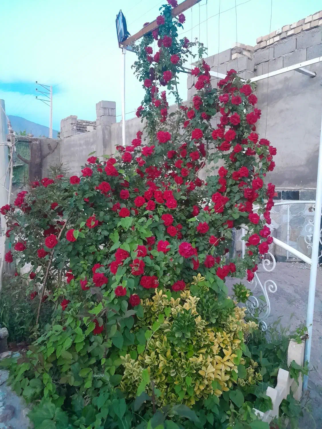 باغ اجاره