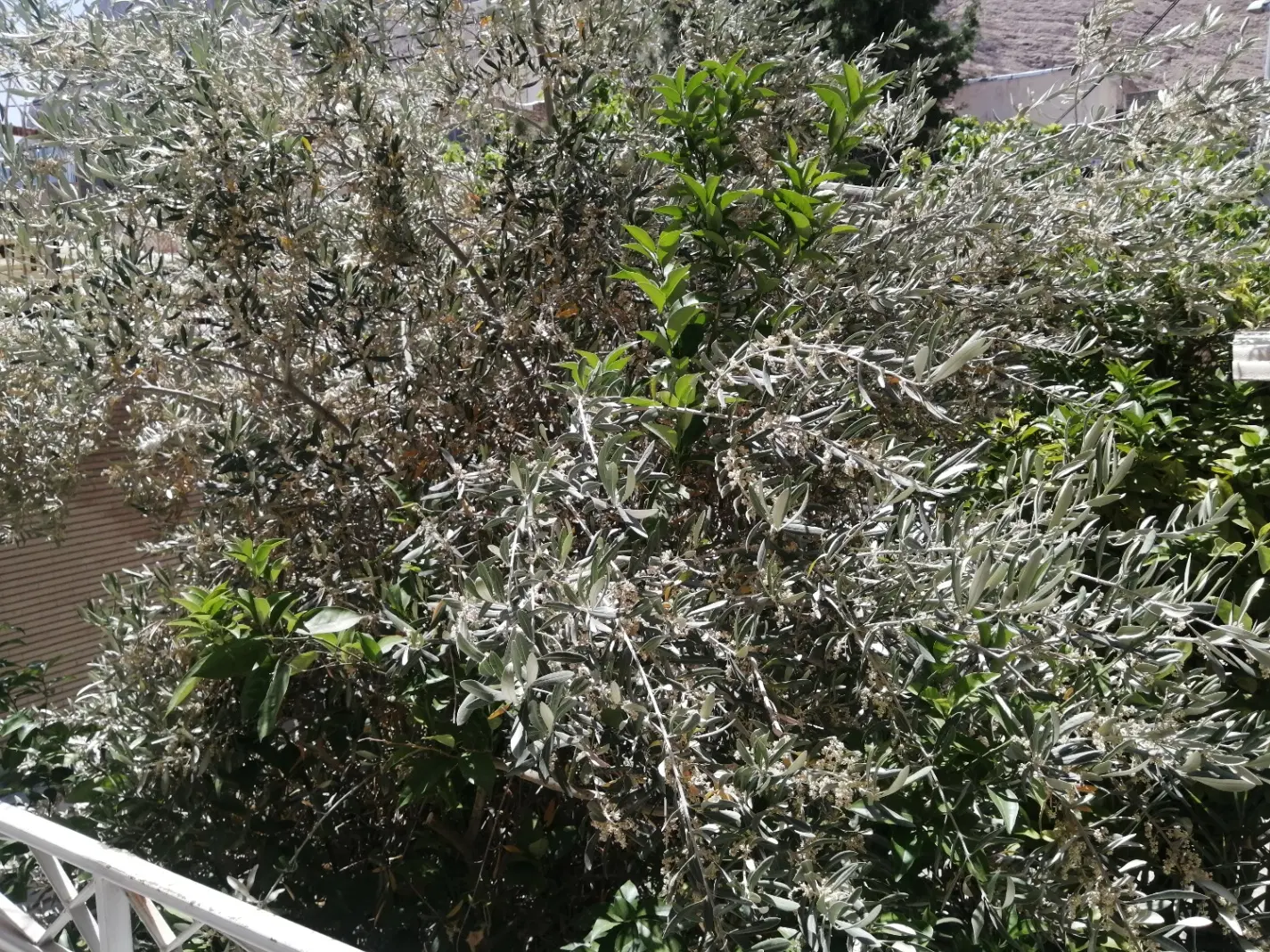 زمین با کاربری مسکونی اسلام اباد