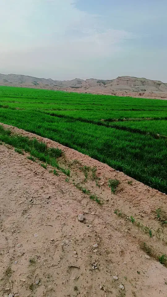 اجاره زمین کشاورزی