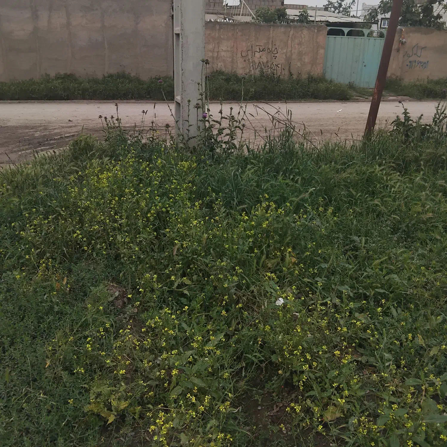 زمین تجاری مسکونی بر خیابان