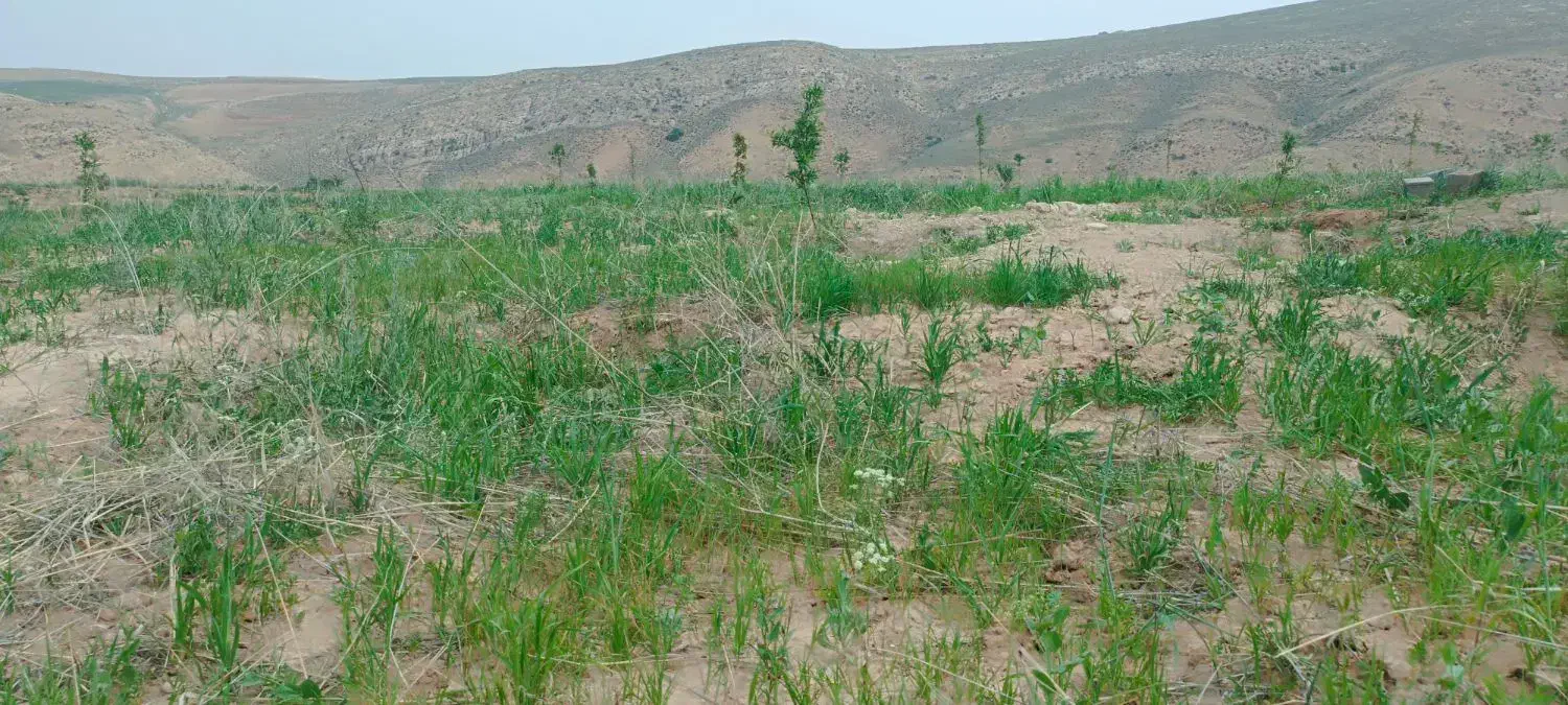 باغ با سند ۶ دنگ