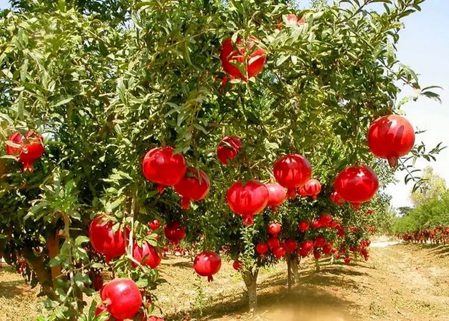 باغ بهمراه چشمه با آب دائمی، اسفندقه جیرفت