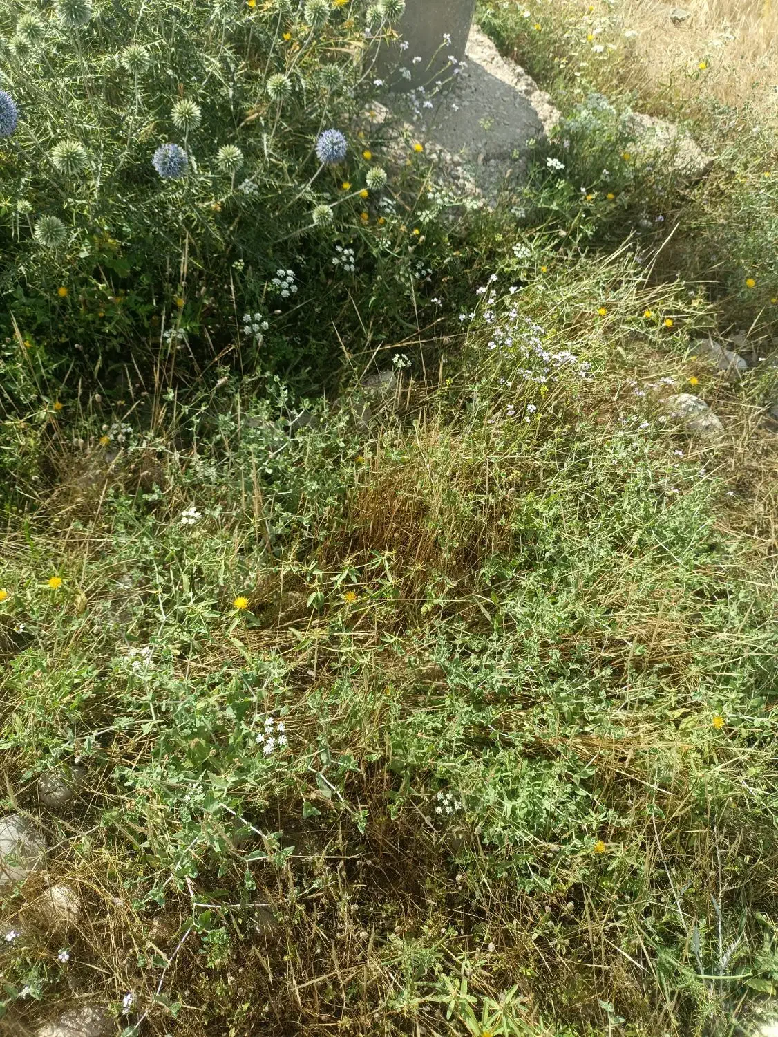 زمین مسکونی سردشت زیدون