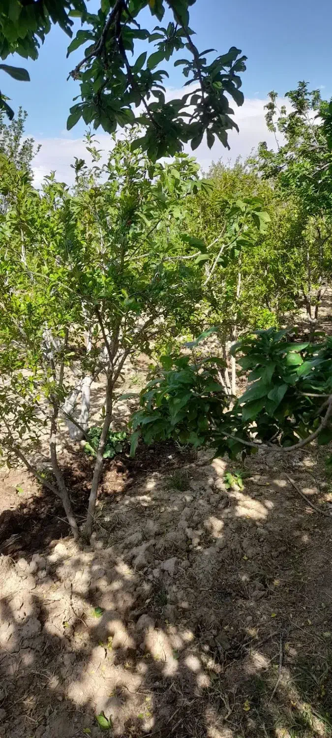 باغ
