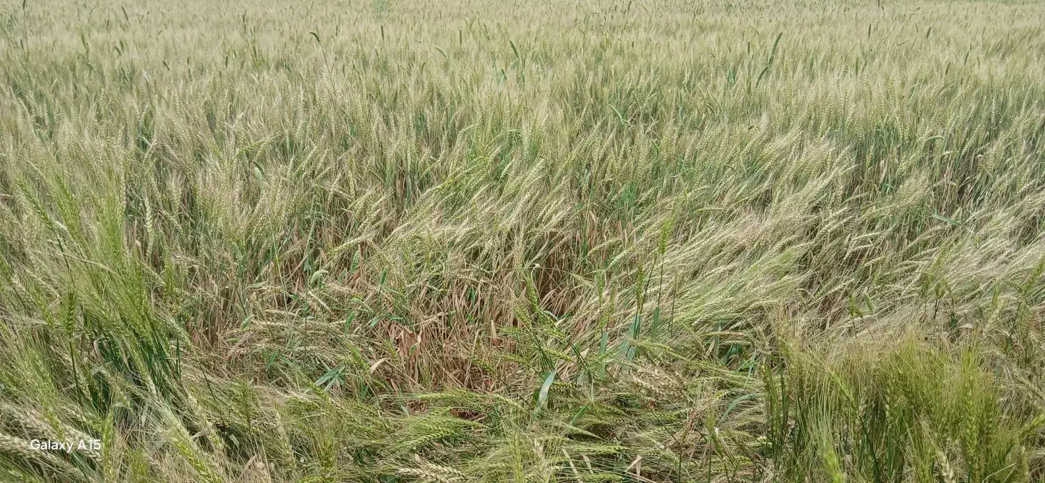 زمین کشاورزی کردکوی مرز شو چشمه