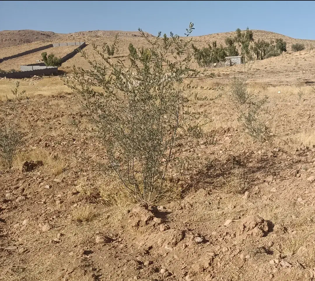 باغ شهری شیراز