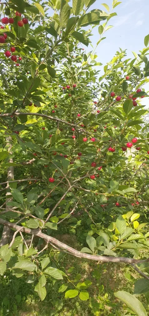 باغ ۴ دیواری مجوز دار