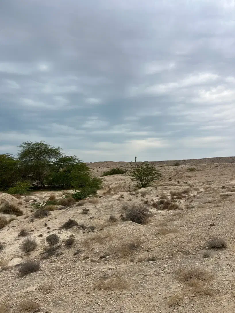زمین