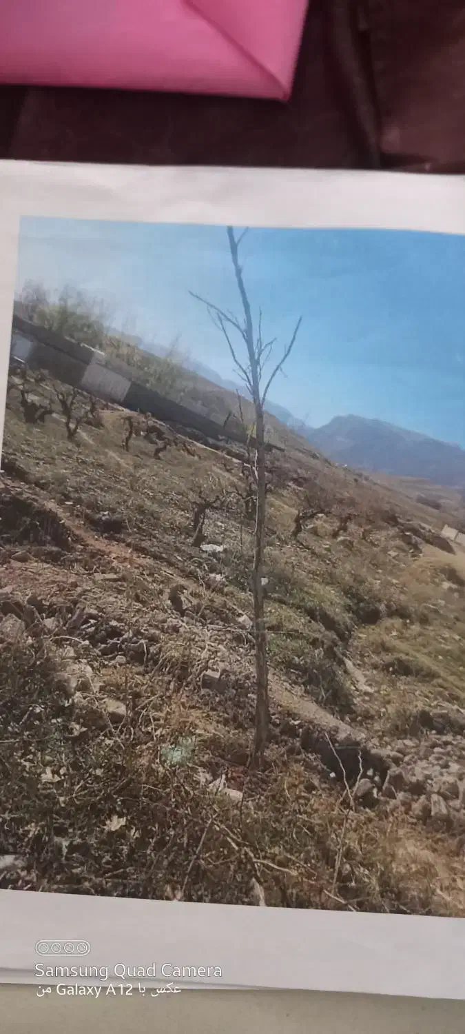 زمین باغی  ملک