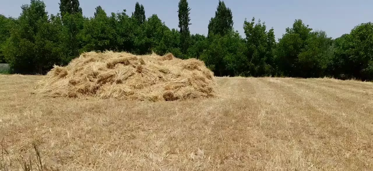 زمین کشاورزی
