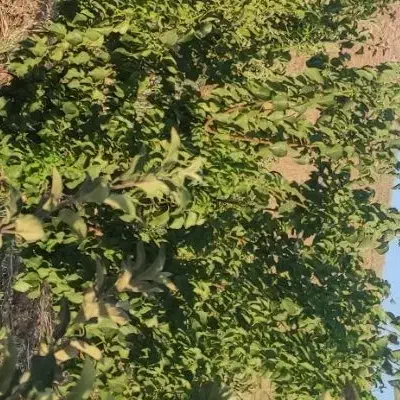 فروش باغ