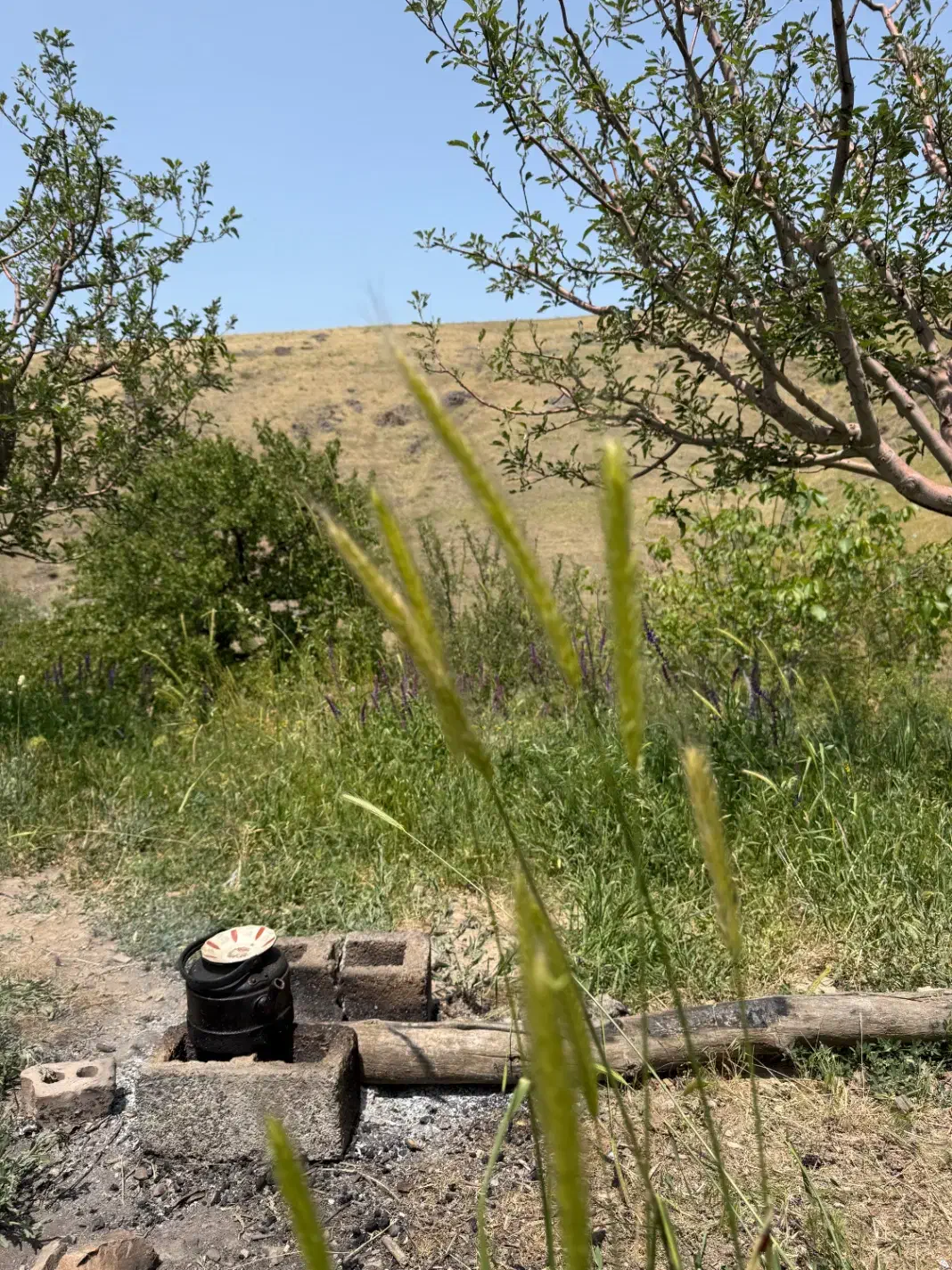 زمین باغی آینده دار