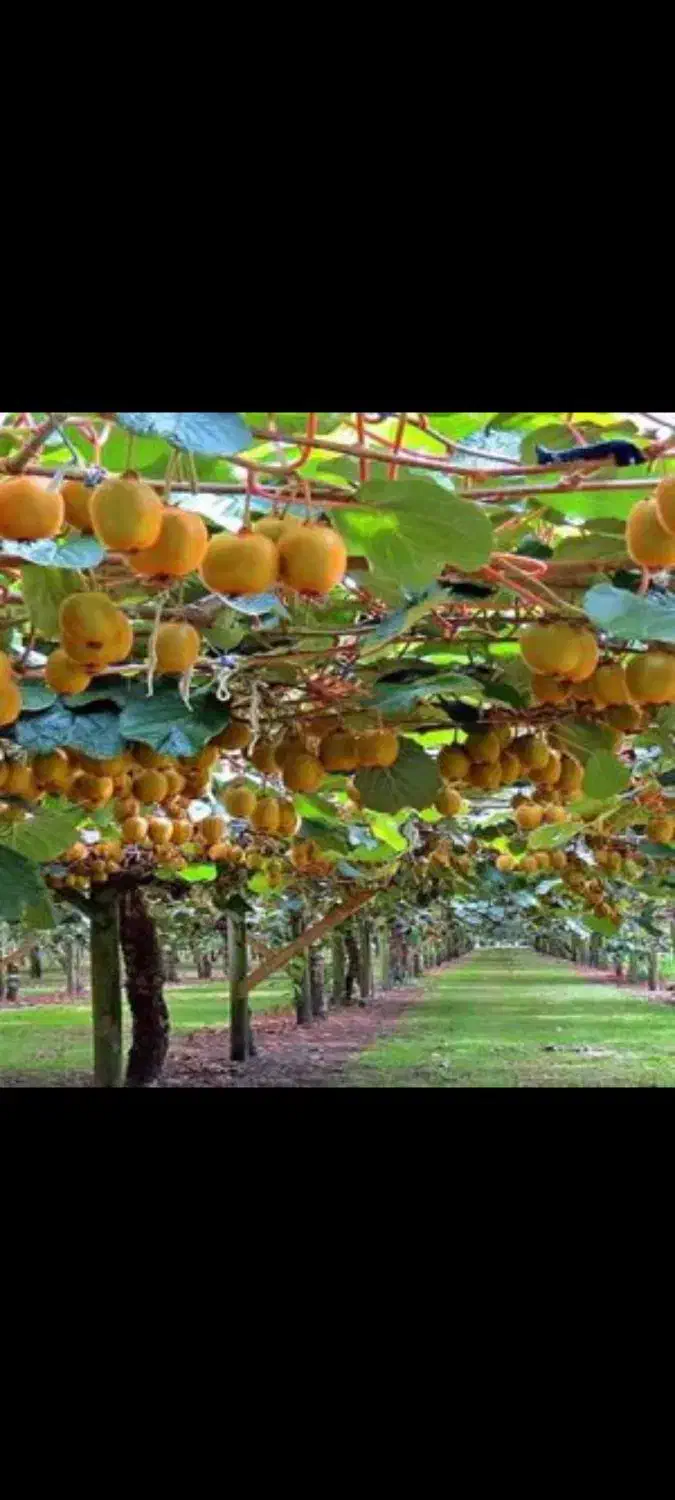 فروش زمین باغ کیوی