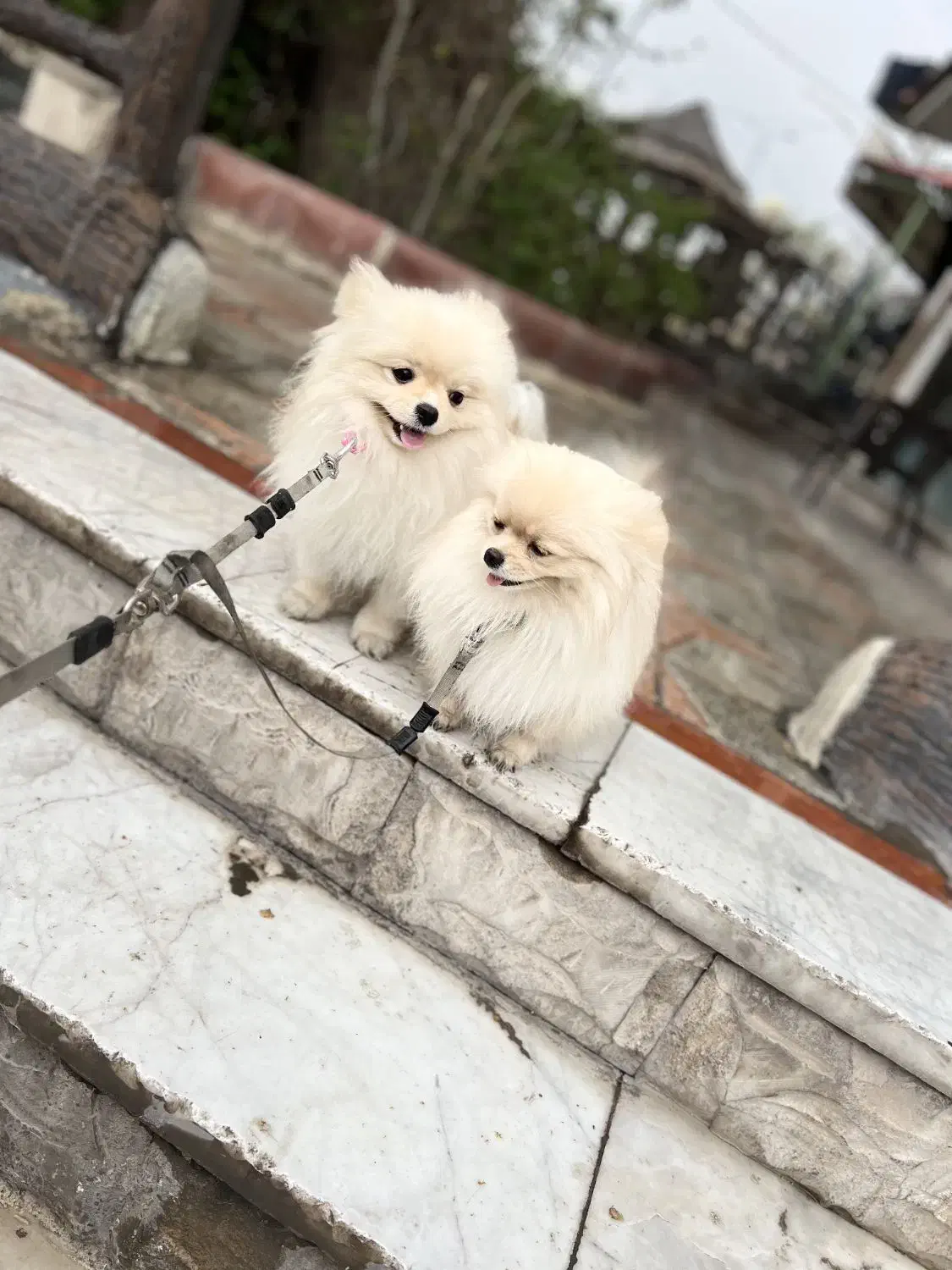 خونه اجاره ای  ،سگم دارم