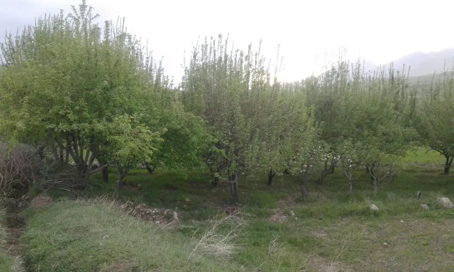 زمین کشاورزی با چاه