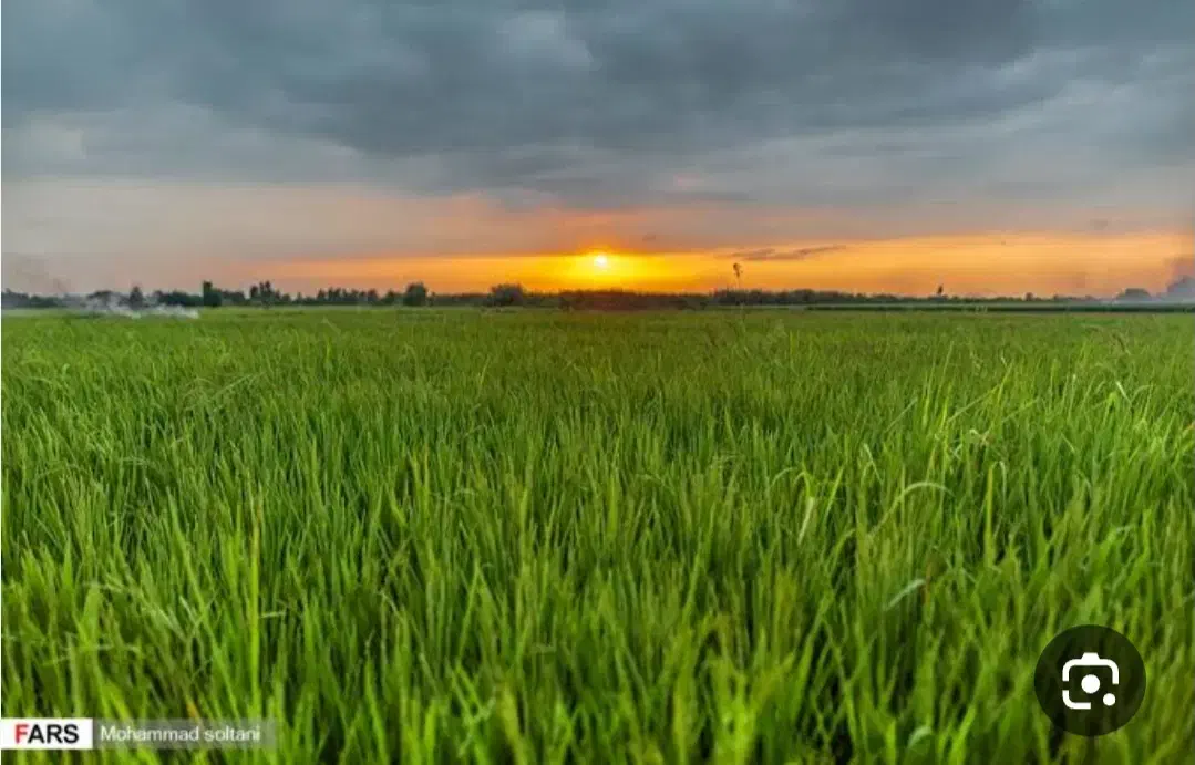زمین کشاورزی
