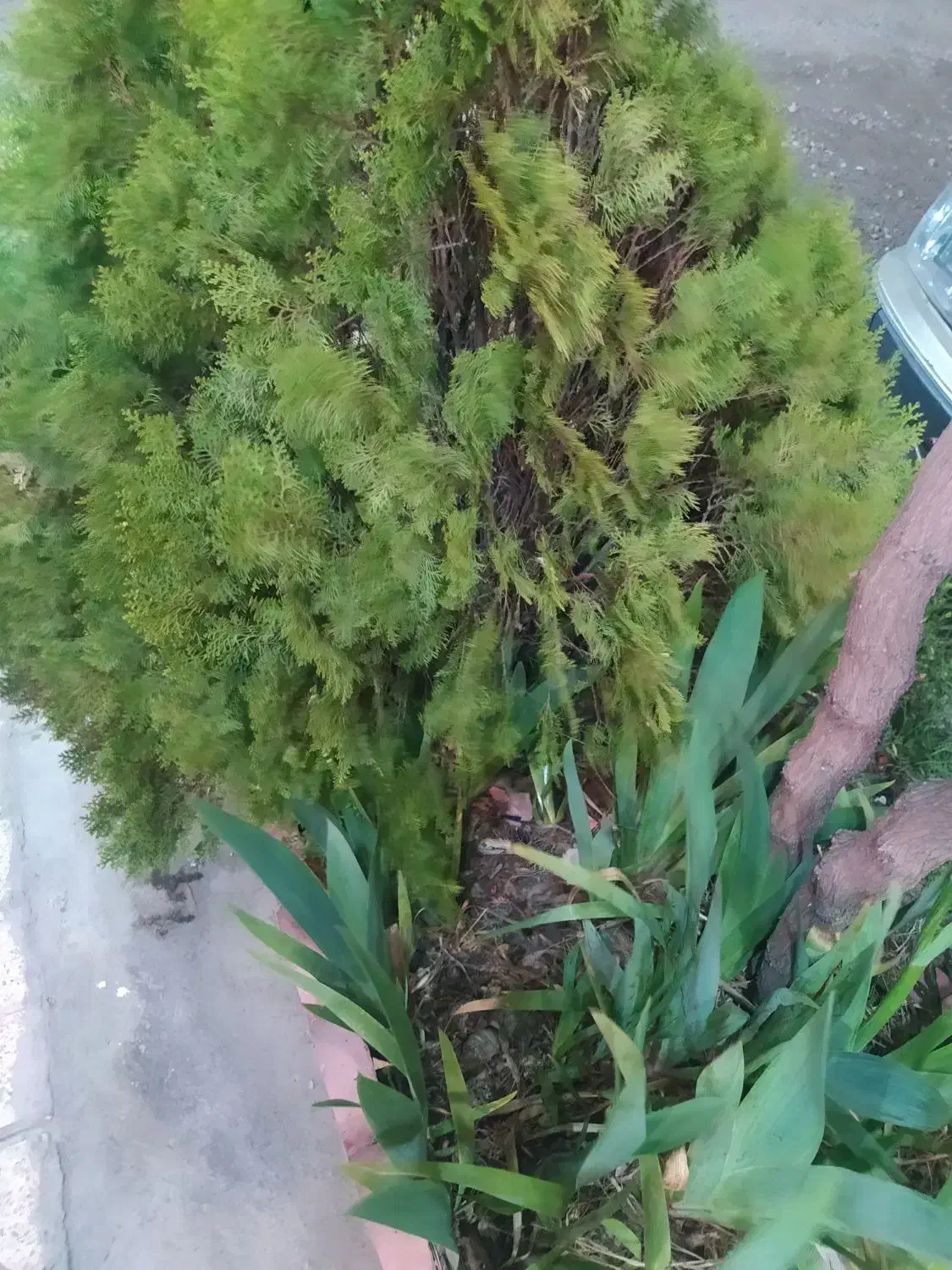 بااغ ۱۲۵۰ متر