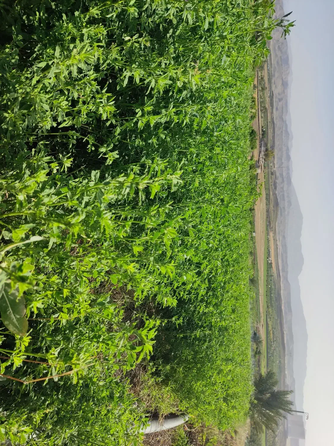 اجاره۱۰۰۰متر زمین بلوار رهبری