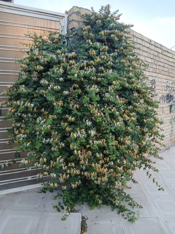 منزل کلنگی سند دار