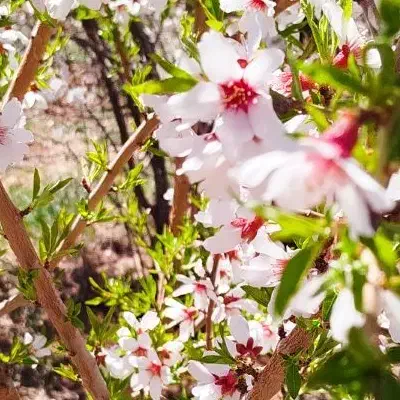 باغ و زمین زراعی دستگرد امامزاده