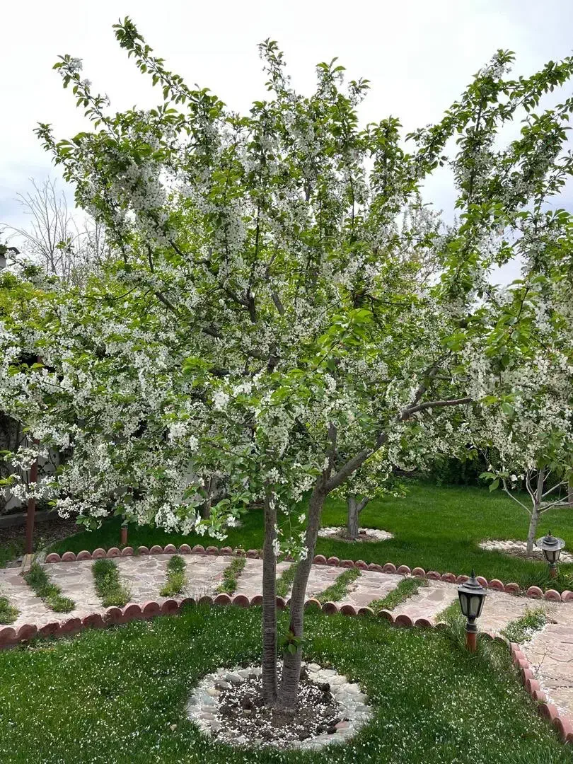 شهرک افشاریه