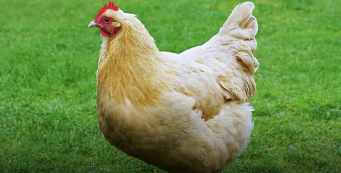 اجاره مرغداری گلپایگان