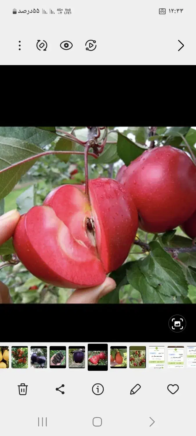 فروش باغچه سرخنکلاته
