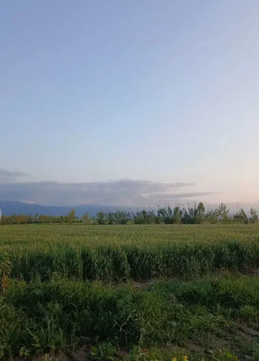 زمین دیم کشاورزی جنب فرودگاه