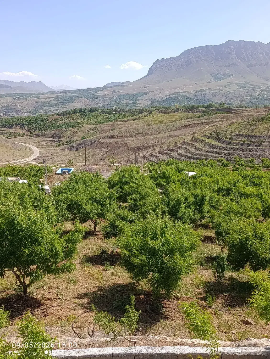 باغ بادام مامایی