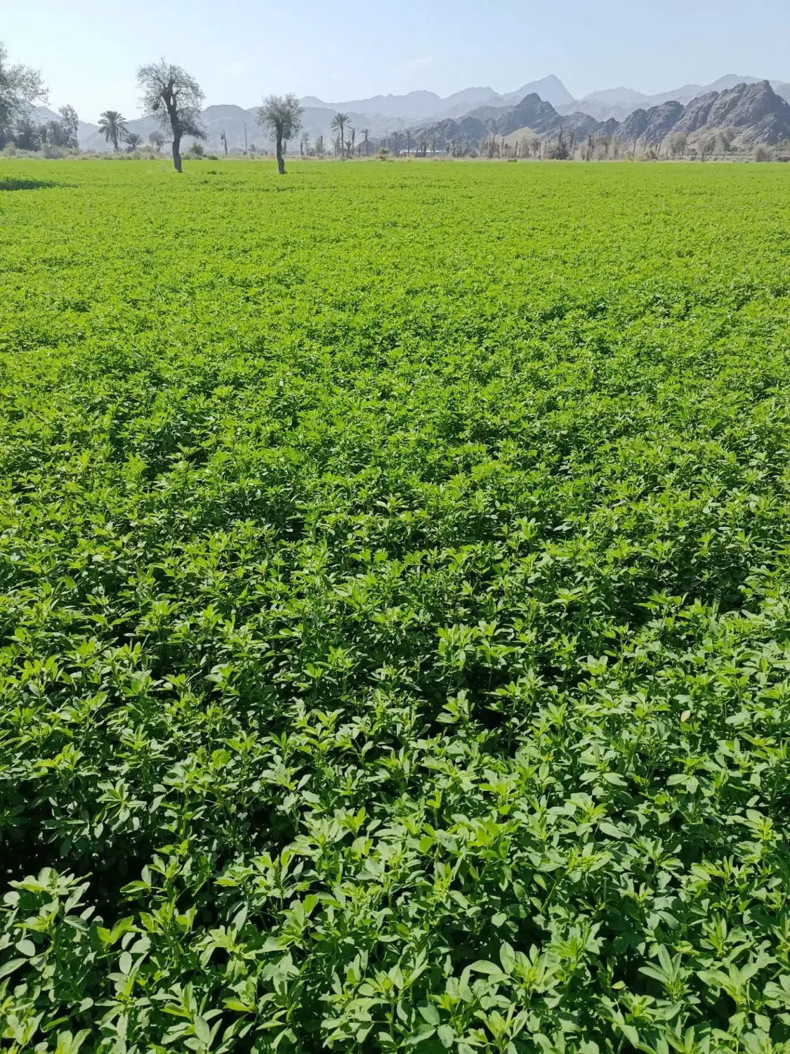 فروش یونجه درجه ۱
