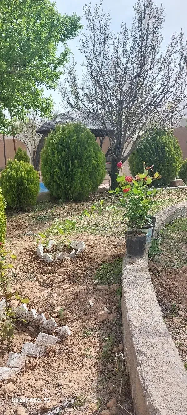 باغشهر سیخ دارنگون نرگس احرار