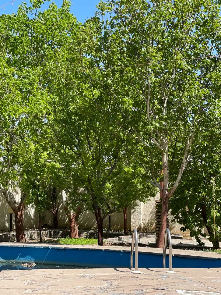 باغ ویلا آبسرد سند شش دانگ
