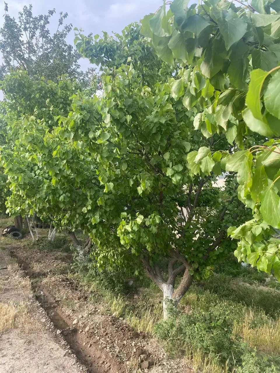 باغچه باغ ویلا
